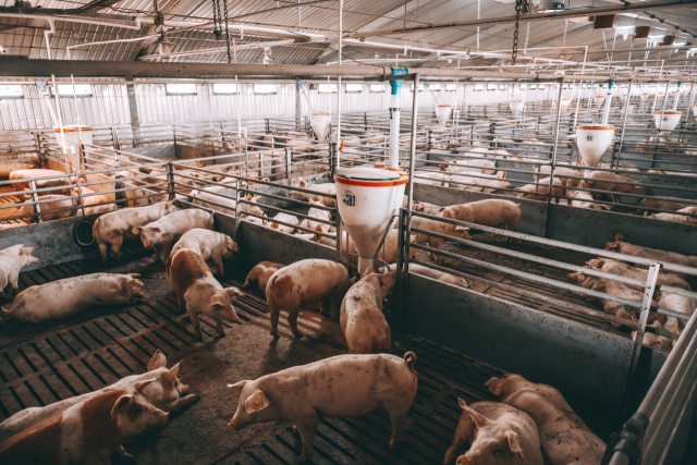 돼지 사육 농장. 이미지투데이 제공