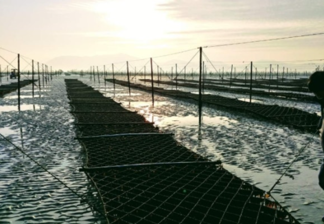 김 양식장 전경. 이미지 사진 캡처