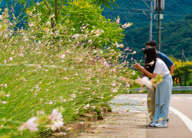 경남 산청군 삼장면 국도 59호선 도로변에 가우라꽃이 만개해 여름철 산청을 찾은 방문객들에게 아름다운 경관을 선사하고 있다. 가우라꽃은 꽃 모양이 나비가 앉은 모습과 닮아 나비바늘꽃이라고도 불린다. 한편, 삼장면은 가우라꽃 뿐만 아니라 유채꽃, 작약, 황화코스모스, 수선화 등 다양한 꽃을 심는 등 사계절 꽃피는 지역을 만드는 데 노력하고 있다. 산청군 제공