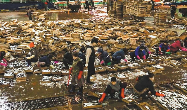 입항순서가 정해지면 선사는 생선을 분류할 인원을 결정해 투입한다. 정수원 PD