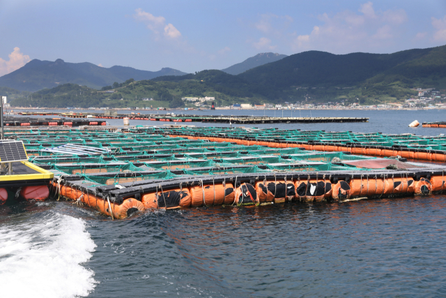국내 한 전복 양식장(사진은 기사 내용과 직접적인 관련 없음). 부산일보DB