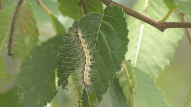 미국흰불나방 유충 모습. 집단으로 모여 나무 전체 이파리를 먹어 치우는 등 피해를 준다. 김현우 기자