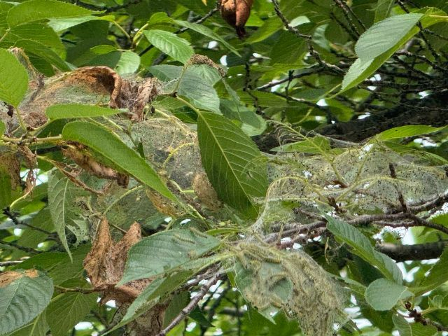 지난해에 이어 올해도 경남 사천시 가로수에서 미국흰불나방이 발생해 방제작업이 펼쳐졌다. 사천시 제공