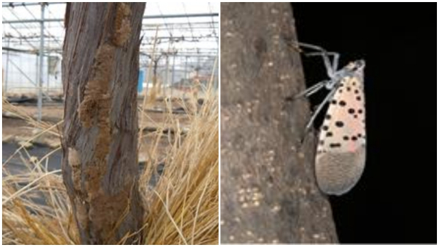 꽃매미 알(좌)과 성충(우) 모습. 최근 사천시를 비롯해 전국 곳곳에서 확인되고 있다. 농촌진흥청 제공