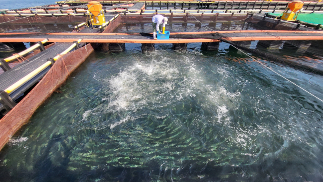 지난달 17일 경남 통영시 산양읍 가두리 양식장에서 어민이 사료를 뿌리고 있다. 부산일보DB
