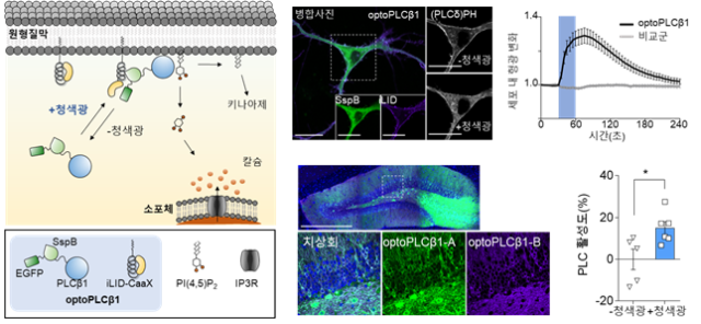[그림3] 청색광으로 PLC&beta;1 신호를 활성화 시키는 광유전학 기술 개발. 유전자 조작을 통한 검증 방식에서 더 나아가, 보다 정밀한 PLC&beta;1 활성 유도를 위해 광유전학 기술을 개발함. 연구팀은 PLC&beta;1이 활성화될 때 세포 내에서 원형질막으로 이동하는 기전에 착안하여 청색광에 의해 PLC&beta;1을 원형질막으로 이동시키는 방법을 이용함. 그 결과, 신경 세포에서 청색광에 의해 PLC&beta;1 하위 신호가 유도되는 것을 관찰함. KAIST 제공
