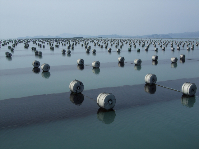 전남의 한 김 양식장에서 김을 양식하고 있다. 국내 김 시장 규모는 부가가치를 포함해 5조 원에 달할 것으로 추정된다. 수과원 제공