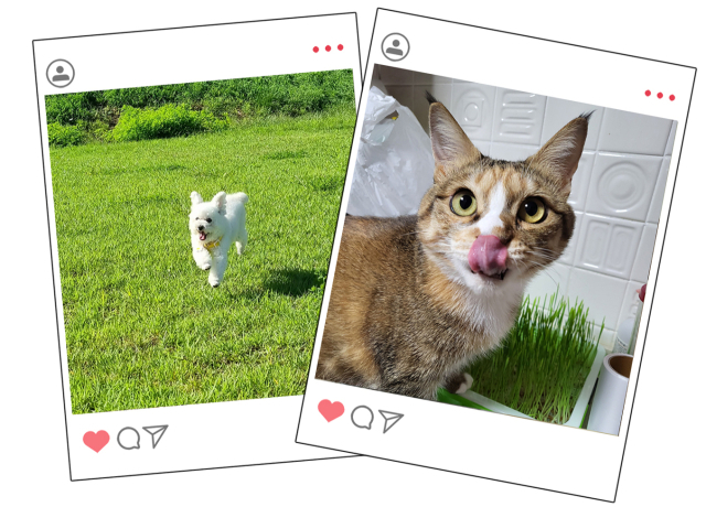 반려동물의 다양한 매력을 자랑할 수 있는 '전국댕냥자랑'이 오는 8월 31일까지 개최된다. 독자 제공