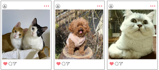 반려동물은 개, 고양이만 가능하며 행복한, 재미있는, 귀여운 모습 등 다양한 일상을 담아 제출하면 된다. 독자 제공