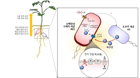 토마토 근권에서 난배양성 수혜자 RD1은 도우미 H3가 제공하는 숙신산을 이용하여 호흡하며 생장할 수 있고, 두 세균은 공생 상호작용으로 토마토 근권에 정착하며 식물의 면역과 생장을 증진시킨다는 연구 내용