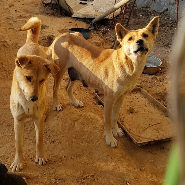 식용 목적으로 사육되다 구조된 개들. 부산동물학대방지연합 제공