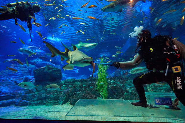 씨라이프 부산 아쿠아리움이 연간 누적 방문객 40만 명을 돌파했다. 인어와 인생샷 만들기 대작전, 해양탐험선 체험 등이 큰 인기를 얻고 있다. 최근 진행된 국내 유일의 상어 피딩쇼. 씨라이프 부산 제공