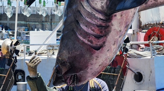 지난 4일 부산 영도구 태종대 앞바다에서 조업하던 어선 그물에 걸린 2m 악상어. 부산해양경찰서 제공
