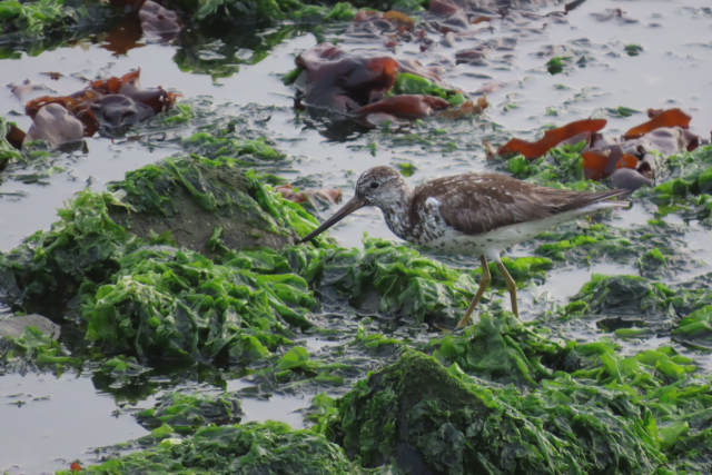 울산 문수중 3학년 이승현 학생이 촬영한 멸종위기 ‘청다리도요사촌.’ 울산시 제공