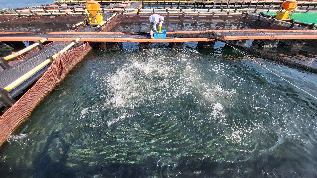 경남권 최대 양식어류 산지인 통영시 산양읍 앞바다 가두리 양식장. 부산일보DB