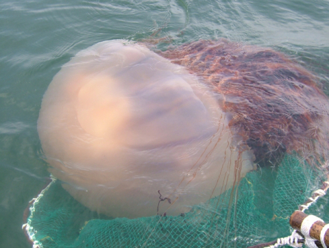 최근 우리 연근해에 개체 수가 크게 늘어나 피서객과 어민을 괴롭히고 있는 노무라입깃해파리. 부산일보DB