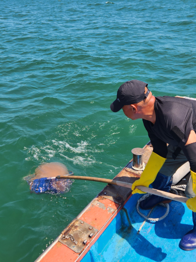 1일 부산 해운대구 송정해수욕장 인근 바다에서 박병수 선장이 해파리를 잡고 있다. 변은샘 기자 iamsam@