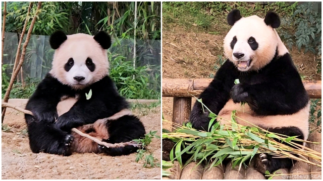 경남 하동산 대나무를 먹고 있는 에버랜드 바오 패밀리 모습. 에버랜드 인스타그램 캡쳐