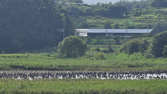 산청군 생초면 경호강 모습. 민물가마우지 떼가 강 전체를 덮고 있다. 독자 제공