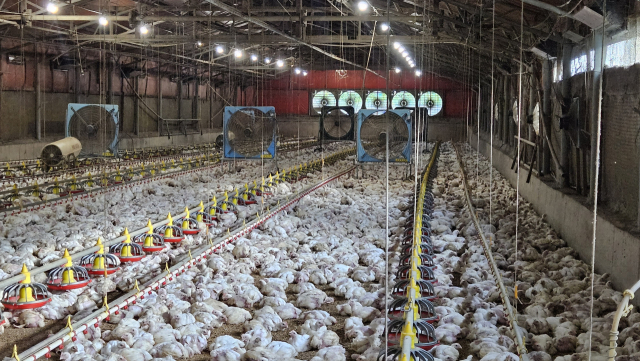 연일 이어지는 폭염 속에 닭 산란율이 떨어지고 폐사하는 경우가 늘어나고 있다. 경남 진주의 한 육계 사육농가에서 닭들이 힘없이 앉아 있다. 부산일보DB