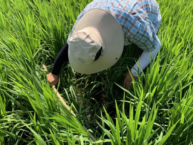 합동예찰 결과 남해군을 비롯해 경남 곳곳에서 멸구류와 혹명나방, 세균벼알마름병 등 다양한 병해충이 확인됐다. 남해군 제공