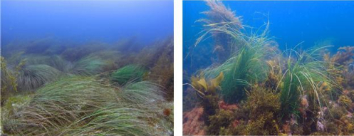 포항 호미곶면 주변 해역에 서식하는 해초류 군락(왼쪽부터 게바다말, 새우말). 해수부 제공