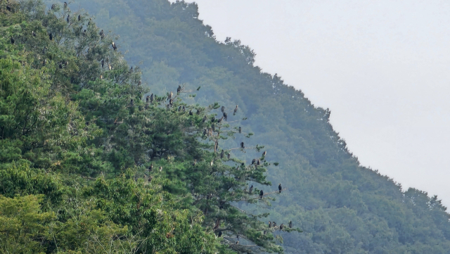 경남 산청군의 한 야산. 민물가마우지의 주요 서식지 가운데 하나다. 인적이 드물고 나무 위에 있다 보니 총 외에는 포획이 어렵다. 독자 제공