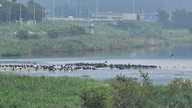 경호강에 앉아 있는 민물가마우지 떼. 강폭이 길어 엽총으로는 포획이 쉽지 않다. 김현우 기자