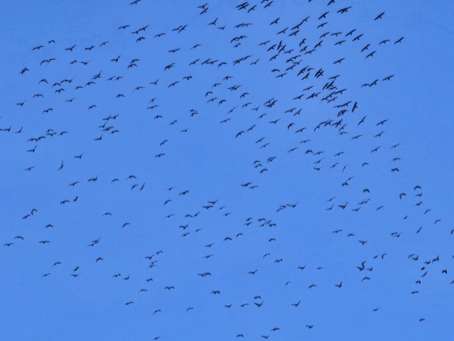 총소리에 놀란 가마우지는 잠시 날아오른 뒤 다시 강으로 돌아와 버린다. 김현우 기자