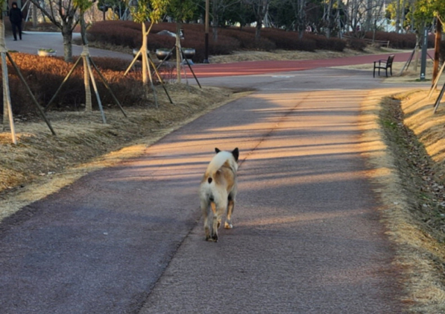 지난 1월 부산진구 부산시민공원에 출몰한 들개. 부산일보DB