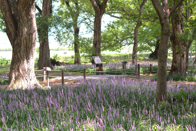 보라색 맥문동이 숲을 환상적으로 꾸민 경북 경주시 계림 전경. 남태우 기자