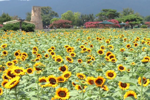 경북 경주시 첨성대 주변에 해바라기 군락이 자태를 뽐내고 있다. 남태우 기자
