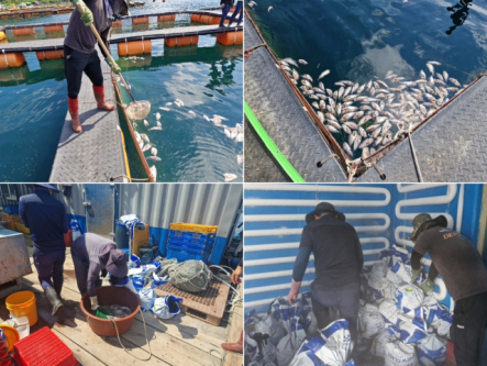 고수온으로 연안 수온이 28도를 넘어선 14일부터 16일까지 통영시 산양읍 달아마을 인근 해상에 있는 가두리 양식장에서 우럭 2500마리가 폐사했다. 독자 제공. 부산일보DB