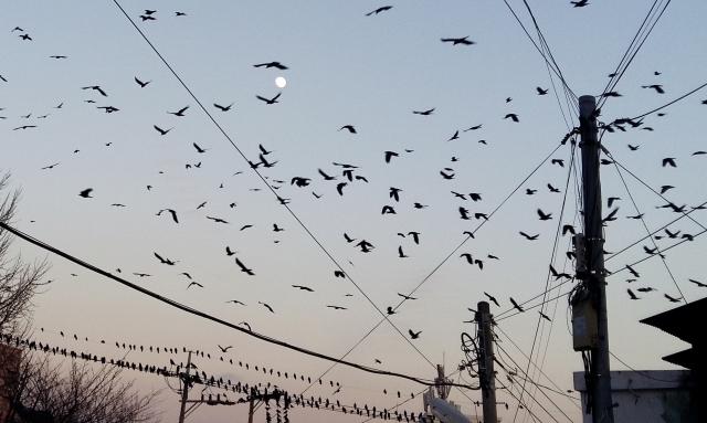 여름철 도심 속 전신주 주변에서 활동하는 까마귀가 늘면서 정전 사고가 자주 발생하고 있다. 울산 태화강 인근 전신주에 까마귀가 날아다니고 있다. 연합뉴스