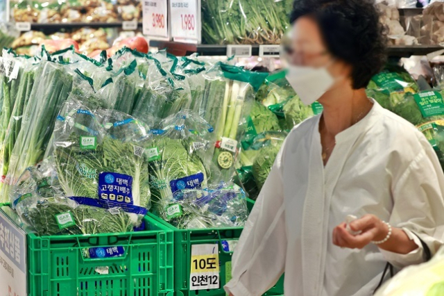 사진은 서울의 한 대형마트에 진열된 배추. 연합뉴스