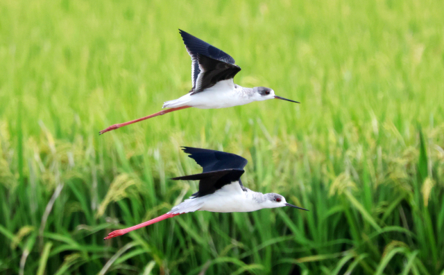 2일 경남 창원시 의창구 주남저수지 인근 논 습지에 장다리물떼새 아름다운 자태를 뽐내고 있다. 최종수 생태사진작가 제공