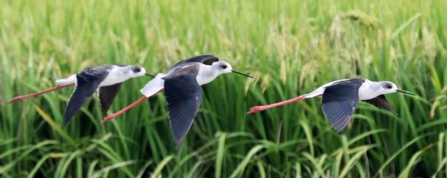 2일 경남 창원시 의창구 주남저수지 인근 논 습지에 장다리물떼새 아름다운 자태를 뽐내고 있다. 최종수 생태사진작가 제공