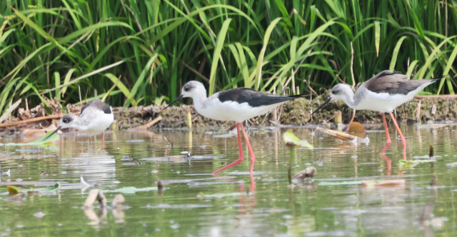 2일 경남 창원시 의창구 주남저수지 인근 논 습지에 장다리물떼새 아름다운 자태를 뽐내고 있다. 최종수 생태사진작가 제공