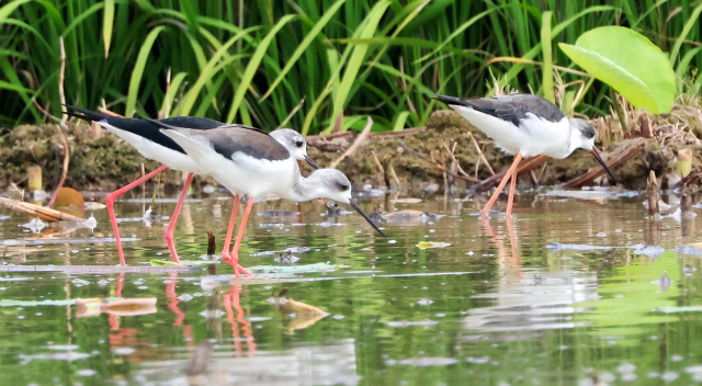 2일 경남 창원시 의창구 주남저수지 인근 논 습지에 장다리물떼새 아름다운 자태를 뽐내고 있다. 최종수 생태사진작가 제공