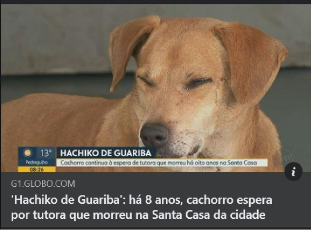 8년째 병원에 머무는 브라질 반려견을 보도한 브라질 현지 방송 화면. EPTV SNS 캡처