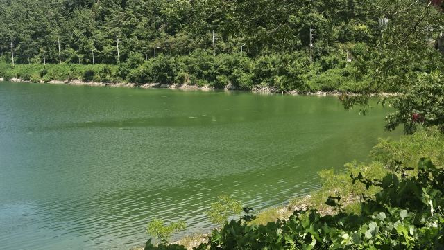 올해 진양호에 녹조 경보가 발령된 건 지난 6월 27일에 이어 이번이 두 번째다. 김현우 기자