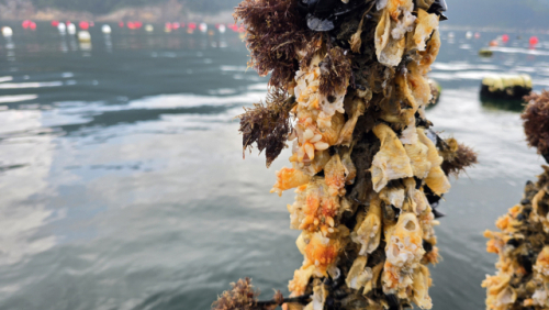 올여름 역대급 폭염에 경남 통영 등 남해안 일대 멍게 양식장이 직격탄을 맞았다. 올여름 통영과 거제 전체 양식장 800여ha 중 90% 이상에서 고수온에 의한 것으로 추정되는 폐사 발생한 것으로 추정된다. 부산일보DB