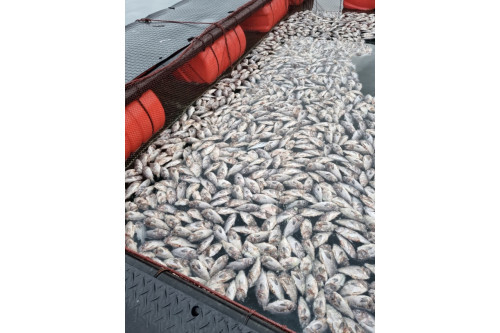 경남 남해안 양식 어류 고수온 피해가 역대 최악으로 치닫는 가운데 지난 8월 25일 기준으로 통영 연안에서만 1200만 마리가 넘는 물고기가 떼죽음했다. 독자 제공. 부산일보DB