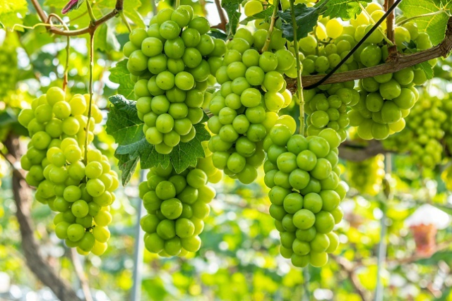 국내에서 공급과잉 상태에 있는 샤인머스캣을 호주에 수출할 수 있게 됐다. 이미지투데이