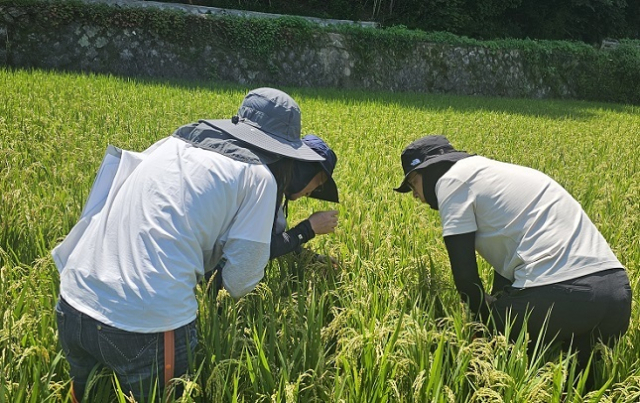 벼의 길이가 정상치의 2배나 자라면서 고사하는 병인 벼 키다리병을 종자 단계에서 원인균을 검출할 수 있는 기술이 개발됐다. 부산일보 DB