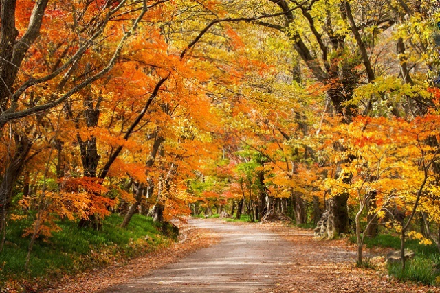산림청은 우리나라 전역에 분포하는 참나무류, 단풍나무류, 은행나무의 단풍시기를 담은 ‘2024 산림단풍 예측지도’를 발표했다. 이미지투데이