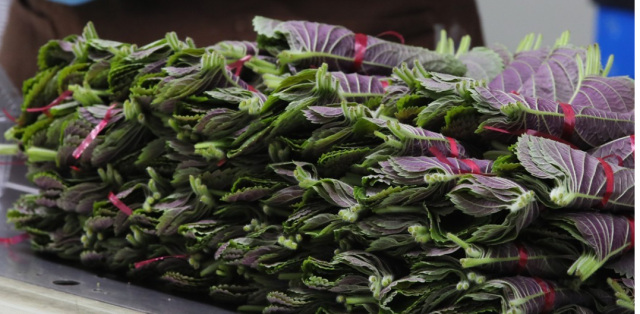 배추에 이어 깻잎 가격도 사상 최고 수준인 한 장에 평균 100원 안팎으로 치솟는 등 ‘금깻잎’으로 불리고 있다. 사진은 깻잎. 연합뉴스