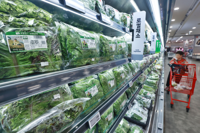 올여름 폭염에 따른 생육 부진 등으로 배추 외에도 깻잎, 상추, 오이 등 채소 가격이 치솟으면서 장바구니 부담이 가중되는 모습이다. 지난 8월 21일 서울 시내 한 대형마트 상추 판매대 모습. 연합뉴스