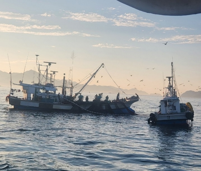 경남 창원 연안에서 정어리를 사전 포획하는 모습. 창원시 제공