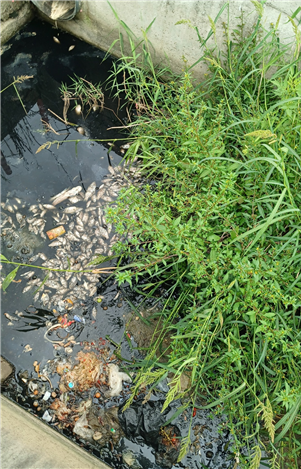 지난달 20일 부산 강서구 강동동의 한 배수로에 물고기 수십 마리가 집단 폐사했다. 부산도시환경연구소 제공